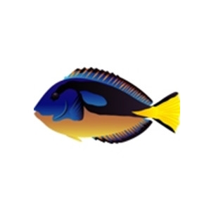 Regal Blue Tang